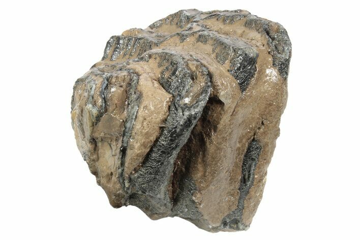 Partial Southern Mammoth Molar - Hungary #235264